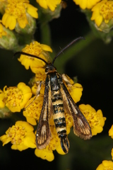 Chamaesphecia leucoparea