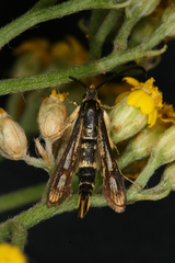 Chamaesphecia leucoparea
