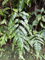 Tectaria phaeocaulis