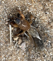 Neocurtilla hexadactyla