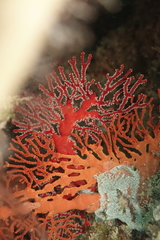 Melithaea