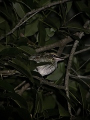 Myiodynastes maculatus