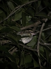 Myiodynastes maculatus