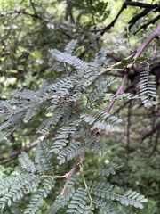 Vachellia robusta robusta
