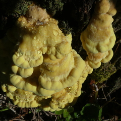 Laetiporus sulphureus
