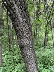 Vachellia robusta robusta