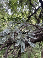 Vachellia robusta robusta