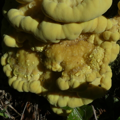 Laetiporus sulphureus