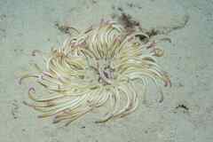 Condylactis aurantiaca