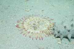 Condylactis aurantiaca