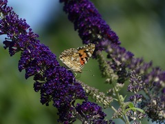 Vanessa cardui