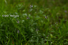 Verbena officinalis