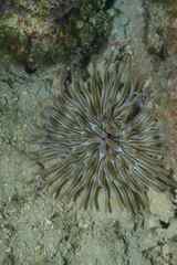 Condylactis aurantiaca