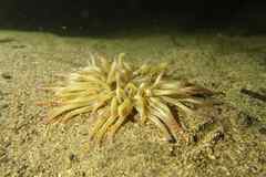 Condylactis aurantiaca