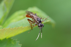 Tenthredo ferruginea
