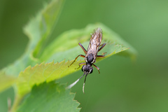 Tenthredo ferruginea