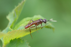 Tenthredo ferruginea