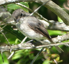 Muscicapa adusta adusta