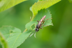 Tenthredo ferruginea