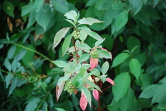 Cornus alba