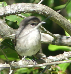 Muscicapa adusta adusta