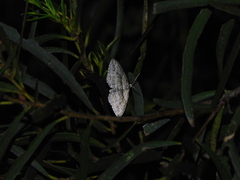 Didymoctenia exsuperata