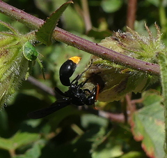 Synagris