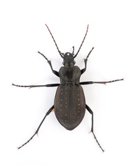Carabus hortensis