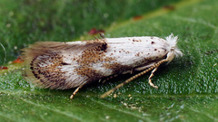 Bucculatrix frangutella