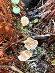 Cotylidia carpatica