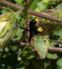 Synagris