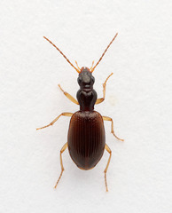 Oxypselaphus obscurus
