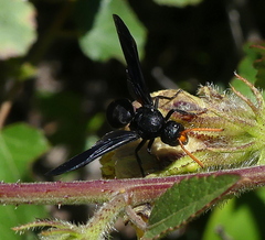 Synagris