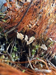 Cotylidia carpatica