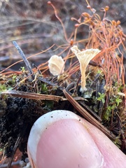 Cotylidia carpatica