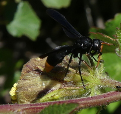 Synagris
