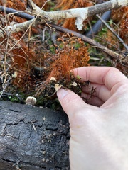 Cotylidia carpatica