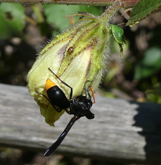 Synagris