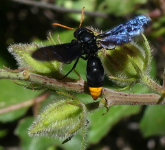 Synagris