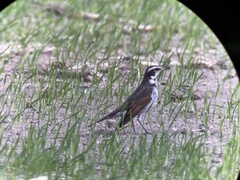 Turdus eunomus