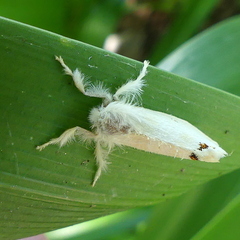 Euproctis haemodetes