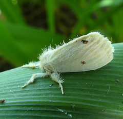 Euproctis haemodetes