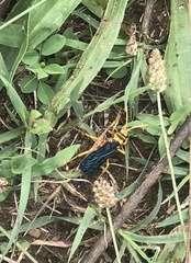 Hemipepsis tamisieri