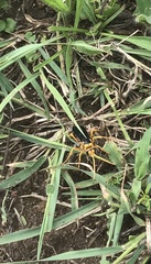 Hemipepsis tamisieri