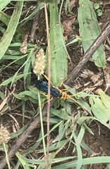 Hemipepsis tamisieri