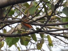 Turdus chrysolaus
