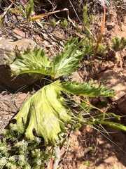 Lichtensteinia lacera