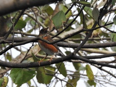 Turdus chrysolaus