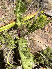 Lichtensteinia lacera