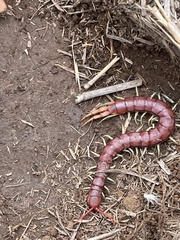 Cormocephalus nitidus